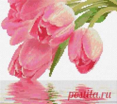 Розовые тюльпаны..