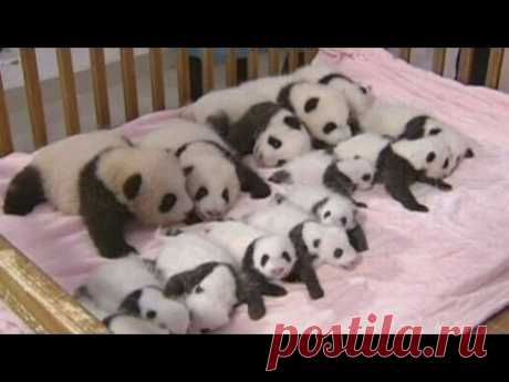 China shows off 14 giant panda cubs