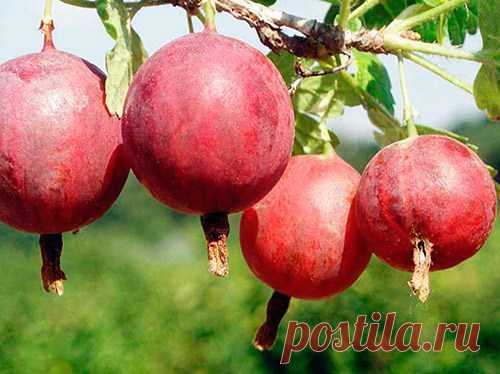 Чем хорош бесшипный крыжовник - Садоводка