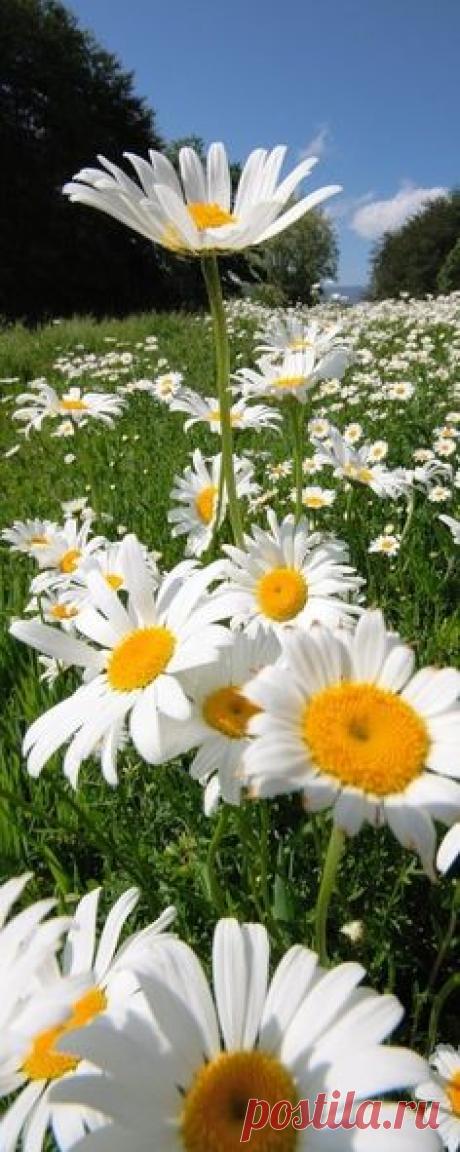 <3 daisies, flowers, summer, field | Wild Flowers and Heaven....