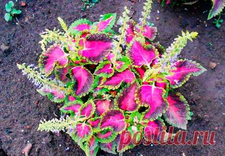 Комнатное растение Колеус (Coleus). Многолетнее неприхотливое травянистое растение семейства Губоцветные высотой около 35-70 см. Колеус выращивают из-за его пестрых расписных листьев, напоминающих листья кротона, - они не теряют своей декоративности в течение круглого года. Обычно колеус культивируют как однолетнее растение, которое легко выращивается из семян или черенков. Цветение начинается поздней весной или летом. Цветки мелкие, голубоватые, собранные в колосовидное соцветие.