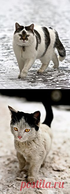 Very fancy cat with tabby grey patches and fleur de lis face | CATS