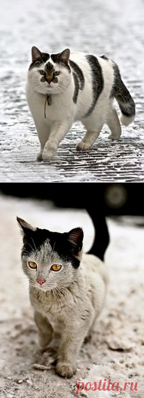 Very fancy cat with tabby grey patches and fleur de lis face | CATS