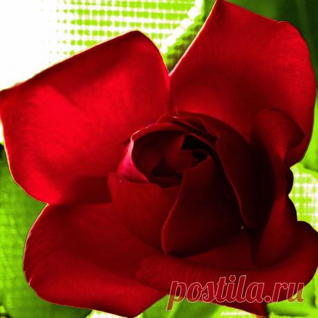 Письмо «сообщение Schamada : Очаровательные розы фотографа Jack o' Lantern (21:50 12-05-2014) [3907317/324332725]» — Schamada — Яндекс.Почта