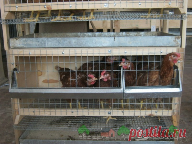 Клетки для кур несушек своими руками: фото и видео обзор