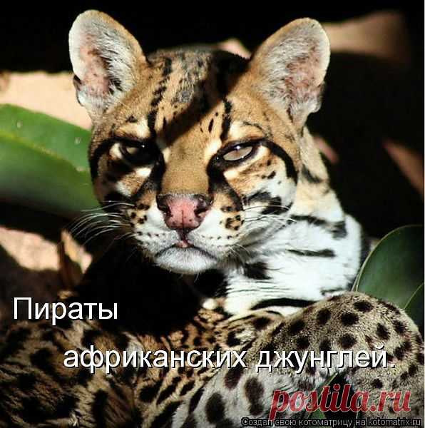 Пират