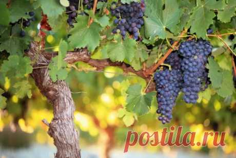 Формирование виноградного куста на высоком штамбе. Схемы, фото — Ботаничка.ru