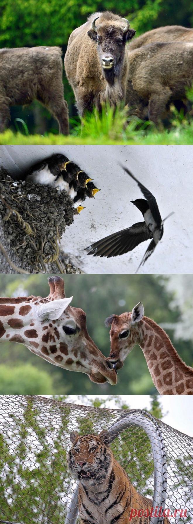 (+1) тема - Прекрасные фотографии животных | НАУКА И ЖИЗНЬ