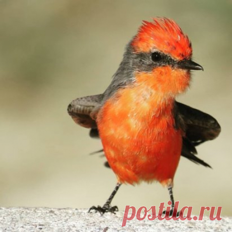 Огненный мухоед, или Красный тиранн (Pyrocephalus rubinus) - вид воробьинообразных птиц обитающих на юго-западе США, в Центральной Америке и на севере и в центральной части Южной Америки, а также в южной и центральной Аргентине и на Галапагосских островах.
