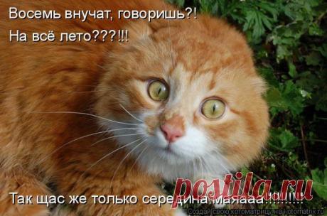 Давайте жить дружно (котоматрица) | Обхохочешься