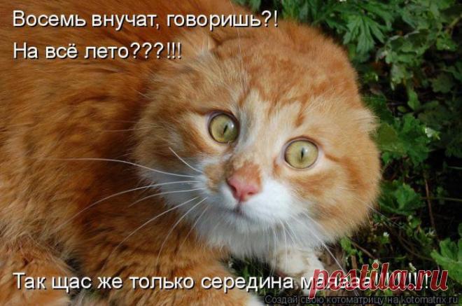 Давайте жить дружно (котоматрица) | Обхохочешься