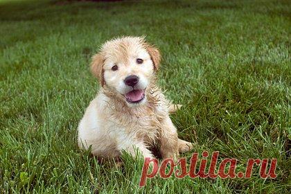 Игра с щенком закончилась для его владельца кровавой драмой