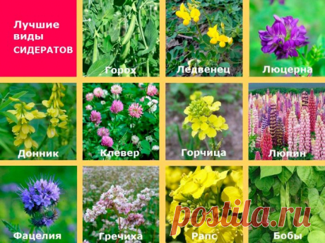 Сидераты: когда сеять и когда закапывать, лучшие сидераты для огорода