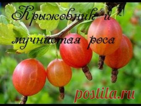 Как бороться с мучнистой росой на крыжовнике