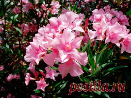 Цифры не cтоят на месте. , около 40% населения мира испытывают проблемы со сном — довольно невероятная статистика. Если вы страдаете от бессонницы, важно