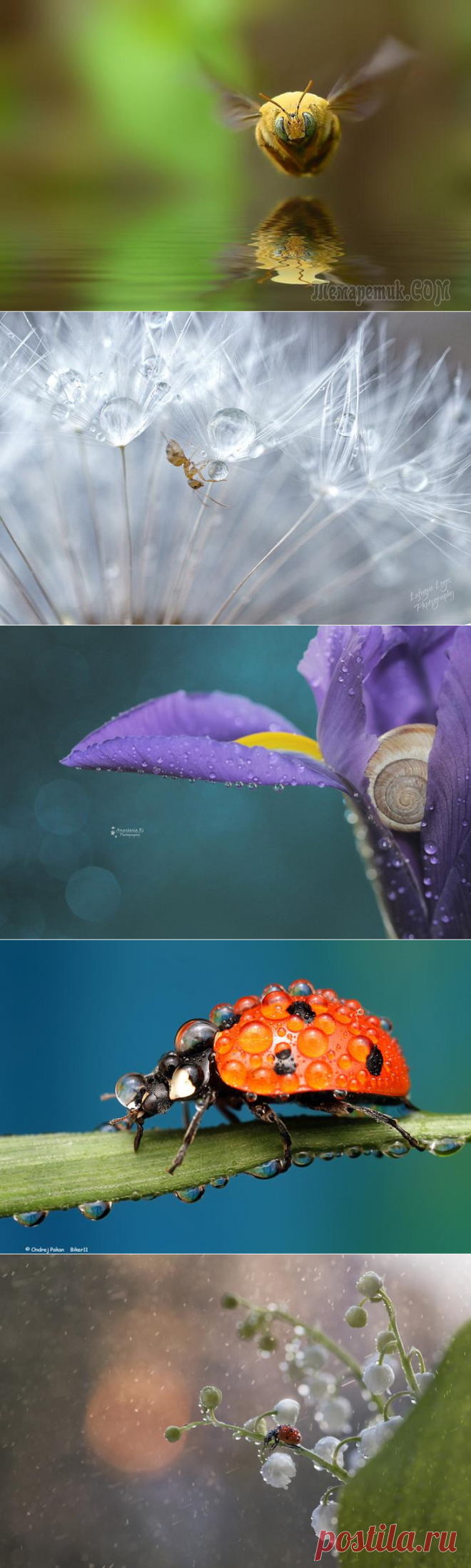 20 самых популярных макрофотографий на 500px в этом году