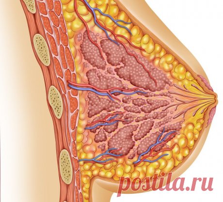 Cпособы подтяжки груди без хирургического вмешательства