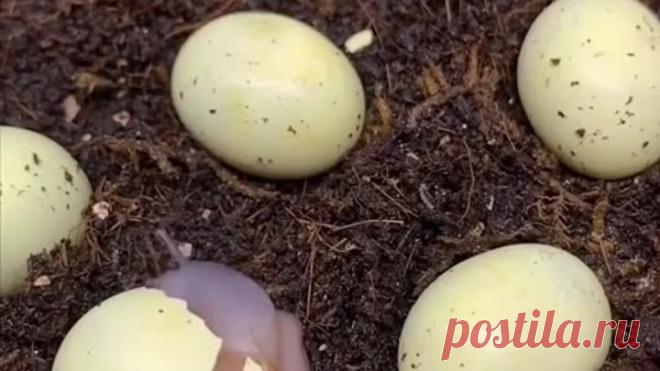 upload_253516921_file