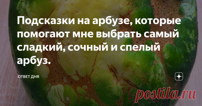 Подсказки на арбузе, которые помогают мне выбрать самый сладкий, сочный и спелый арбуз. Когда приходит пора арбузов, всегда становится мукой выбрать достойный экземпляр.
Первыми в торговых палатках появляются бахчевые культуры из....
