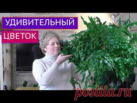 ВЫ ПОСТОЯННО МЕНЯ ПРО НЕГО СПРАШИВАЕТЕ! ПРЕКРАСНЫЙ ЦВЕТОК ПОЛИПОДИУМ!