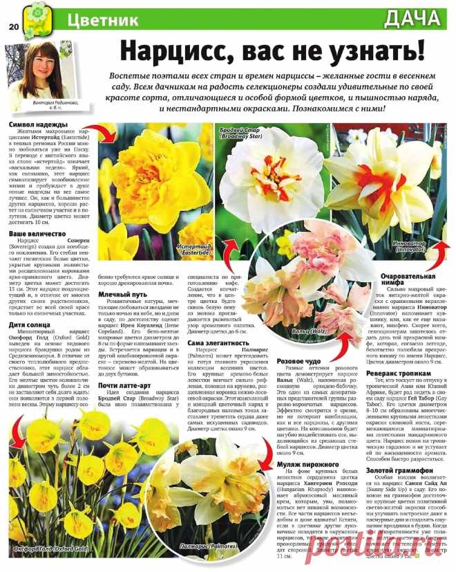 Нарциссы