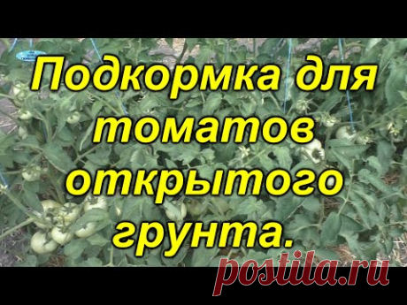 Чем подкормить томаты в открытом грунте сейчас+ 100% завязь.