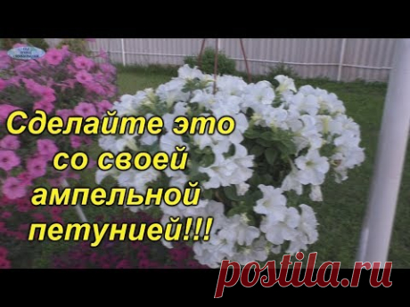 Очень простой приём, который я наглядно демонстрирую в этом видео, поможет сделать Вашу ампельную петунию действительно красивой и пышной!!!!