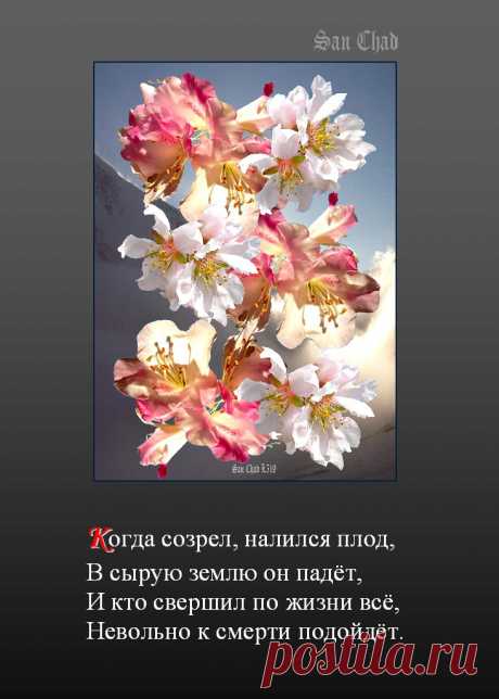 САН ЧАД * СОФИТЫ И ГРАФИКА – 75 фотографий