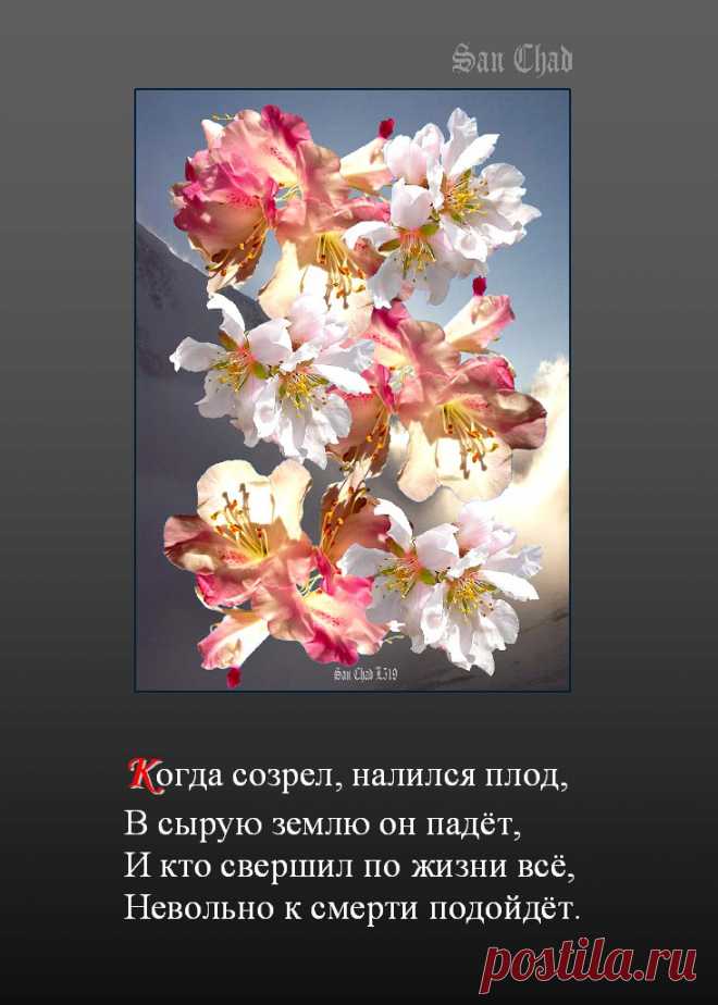 САН ЧАД * СОФИТЫ И ГРАФИКА – 75 фотографий
