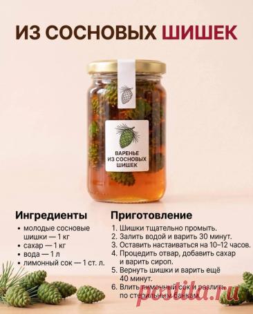 Варенье из сосновых шишек