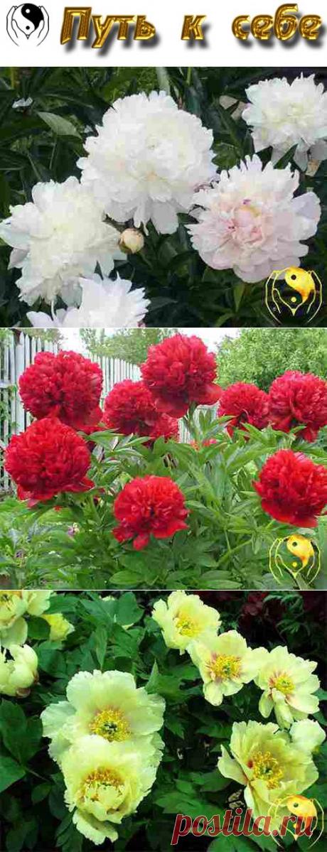 Пион травянистый – посадка, уход и размножение