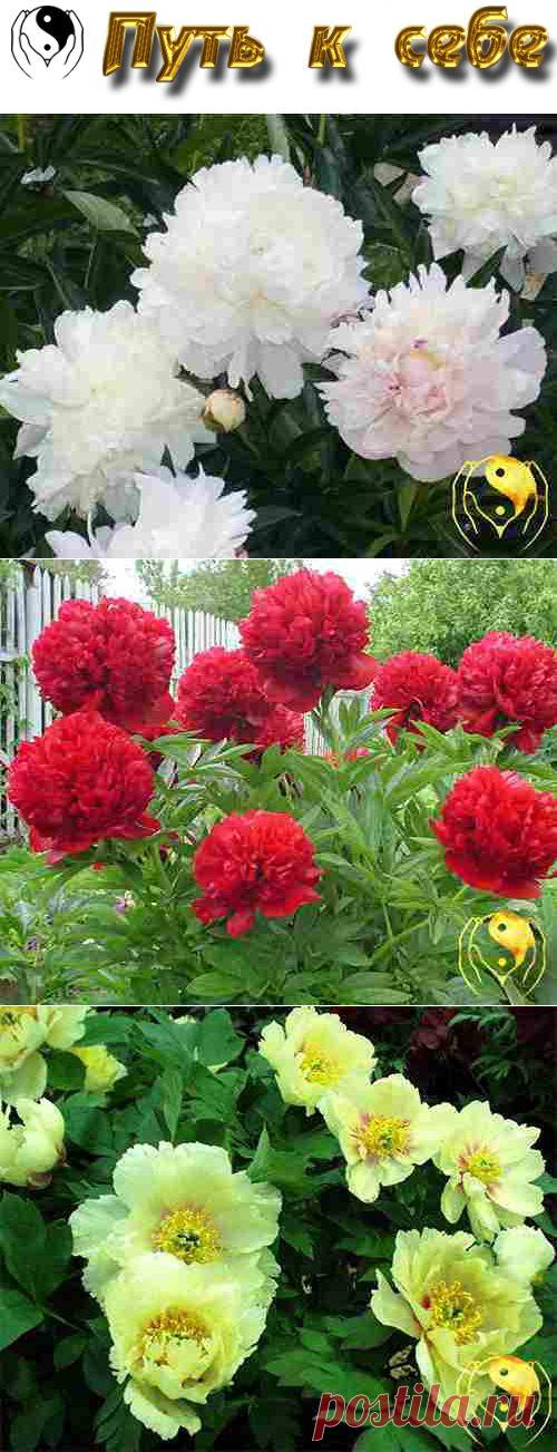 Пион травянистый – посадка, уход и размножение