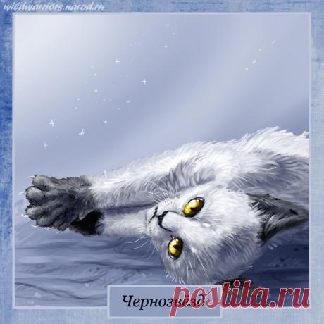 Blackstar. Warriors by Romashik-arts on DeviantArt