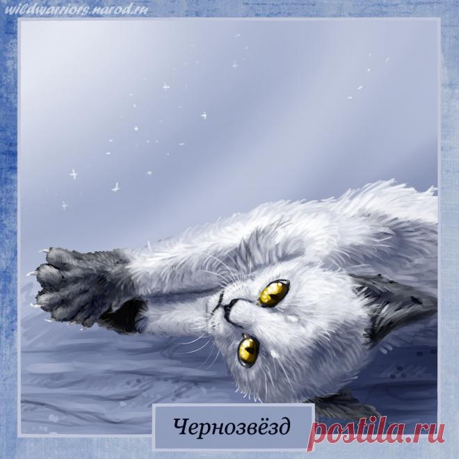 Blackstar. Warriors by Romashik-arts on DeviantArt