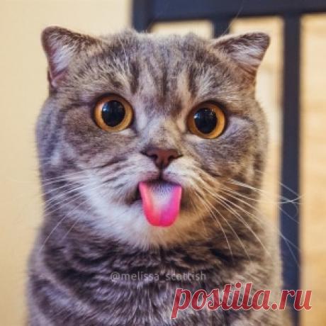 Смешные коты