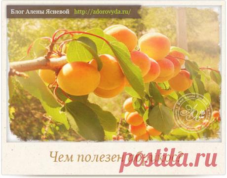 Полезные свойства абрикосов для нашего здоровья - секреты применения