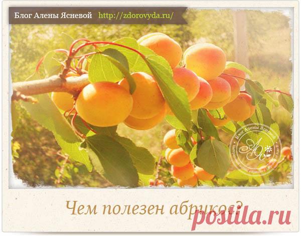 Полезные свойства абрикосов для нашего здоровья - секреты применения