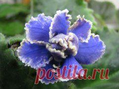 ЦВЕТИКИ МОИ....