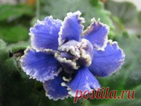 ЦВЕТИКИ МОИ....