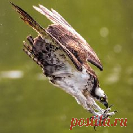 Скопа атакует добычу хищные птицы, скопа, экшн, птицы, животные