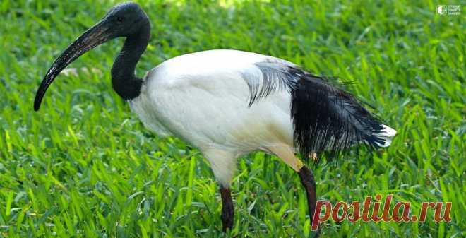 Священный Ибис - Путешествуем вместе