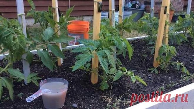 ПРОСТОЕ НАРОДНОЕ СРЕДСТВО, ЧТОБЫ ПОМИДОРЫ БЫСТРО РОСЛИ И ХОРОШО ПЛОДОНОСИЛИ После высаживания рассады томатов куда бы то ни было (то есть, в теплицу или открытый грунт), для быстрого становления и роста, её нужно обязательно подкормить. 
Вариантов подкормки есть множество, от использования супер-современных удобрений, до различных народных рецептов. Стоит сказать, что дово