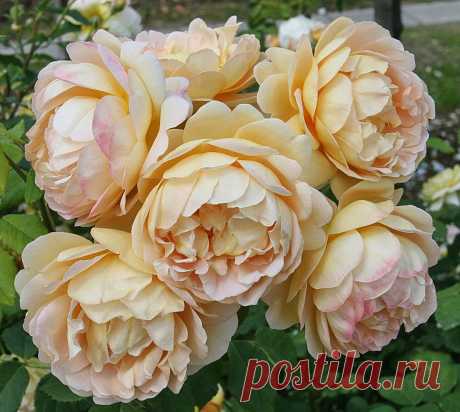 s-17675.JPG (2318×2076)