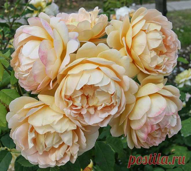 s-17675.JPG (2318×2076)