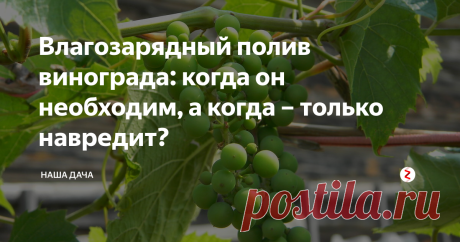 Влагозарядный полив винограда: когда он необходим, а когда – только навредит? Весной уход за виноградом включает в себя четыре необходимых действия: снятие укрытия, обрезку, подвязывание к шпалере, подкормка. Не следует забывать и о грамотном поливе – я сейчас говорю о «стартовой», влагозарядной процедуре, которая выполняется дважды, один раз – весной, второй раз – осенью. При каких условиях производить влагозарядный полив винограда, чтобы от него была только польза?