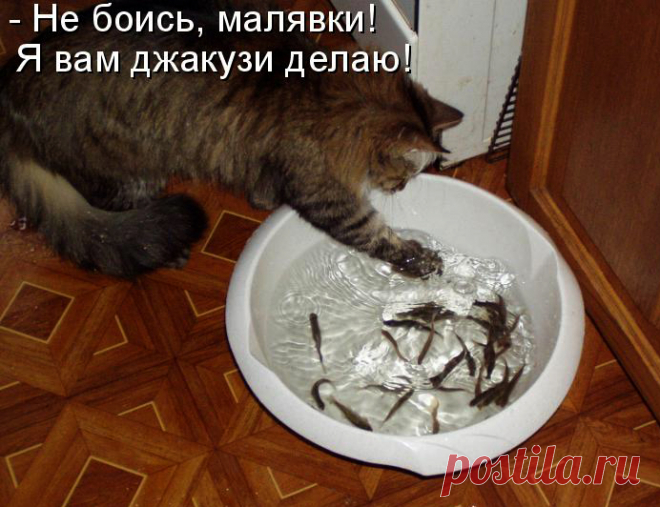 Подбор картинок с кошками — Трикки — тесты для девочек