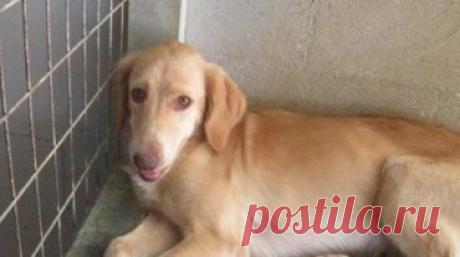 После спасения собака, что жила в Греции, попала в приют, где ей залечили раны, а потом стали подыскивать хозяев.
А в это время, за сотни километров от нее, в Британии находилась молодая женщина по имени Хейли Лис. Она просматривала сайты приютов и случайно набрела на тот самый, где находилась наша героиня...