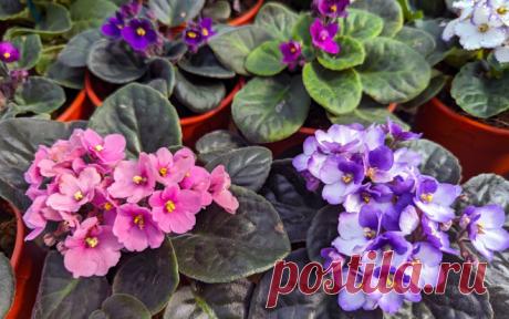 Сад фиалок на окне: секреты ухода | undefined (undefined)