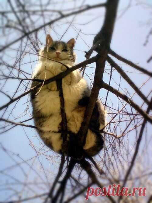 Кот прилетел