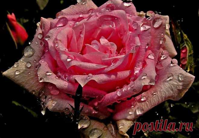 ROSES |